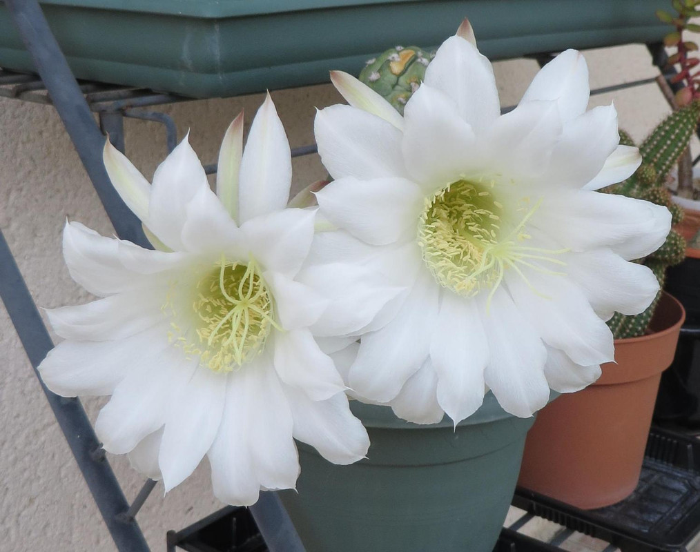 Petites floraisons du moment... Echinopsis-subdenudata008