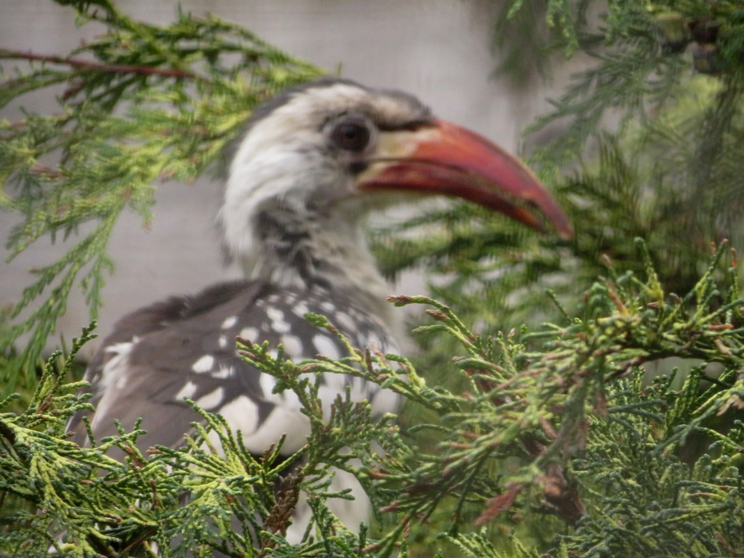 Northern red-billed hornbill