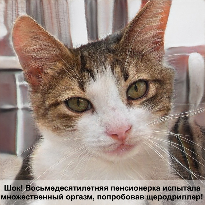 кошка зимой