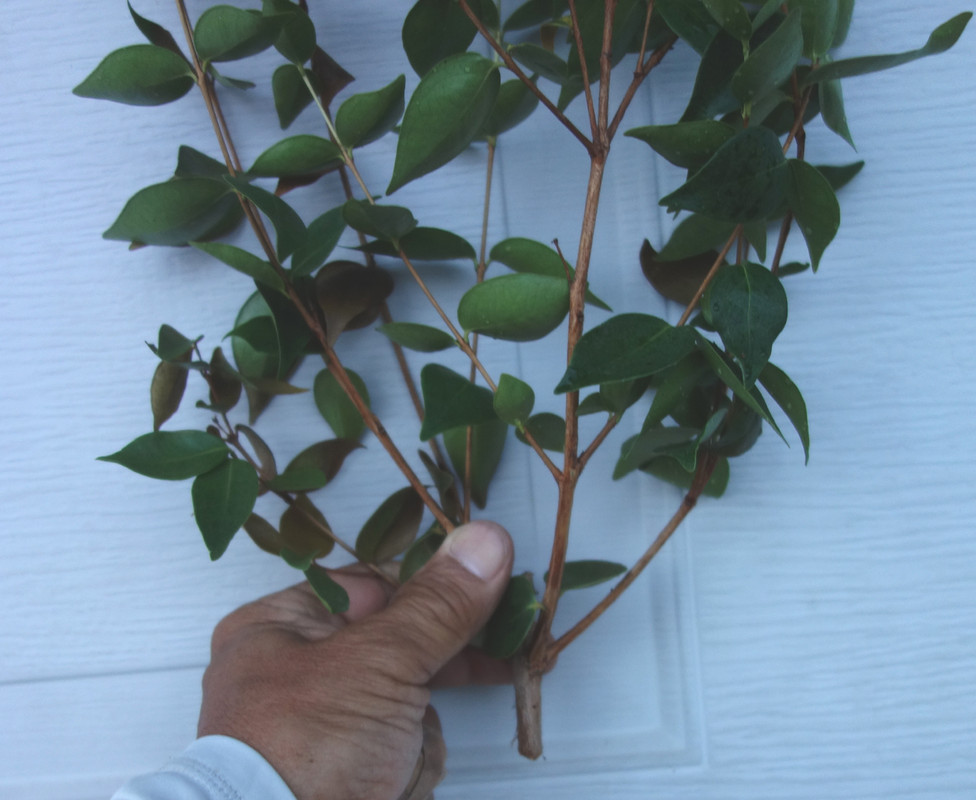 Spira-Surinam Scions (6-21-25)-pic6