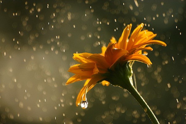 An den Beitrag angehängtes Bild: https://i.postimg.cc/qvzyV5J1/flower-in-rain-8.jpg