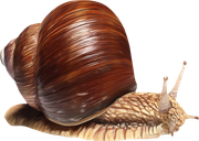 Pumpkinfairykitpudnsnail