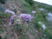 28.3.Tyrian weeds III