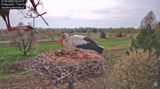 Bociany w Trzcińcu Rozbudowa gniazda 15042025