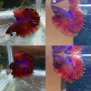 IMG_20190711_080529_813