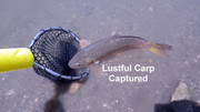 [Image: CARP-CAPTURED.jpg]