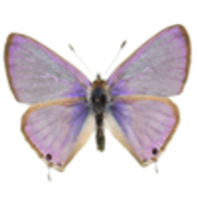 tumblr-4e929932114d2e2d59280011ff98ac0a-e9faca4a-250