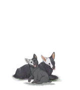 Corgiadultpupwhitehalfleft