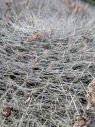 PXL-20250509-024401411-MACRO-FOCUS