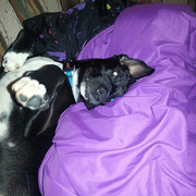 12107541_460916987428381_1434892561_n