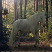 Forest Stroll Horse Avatar