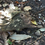 [Image: trange-b-b-te-Originale-3887.jpg]