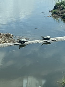 [Image: IMG-2843.jpg]