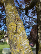 IMG-0747-Copy