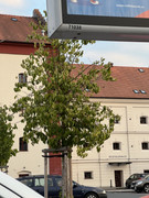 IMG-5560