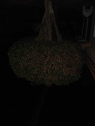 60.2.ghosts of spring II