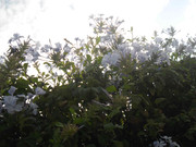 24.3.holy whites III