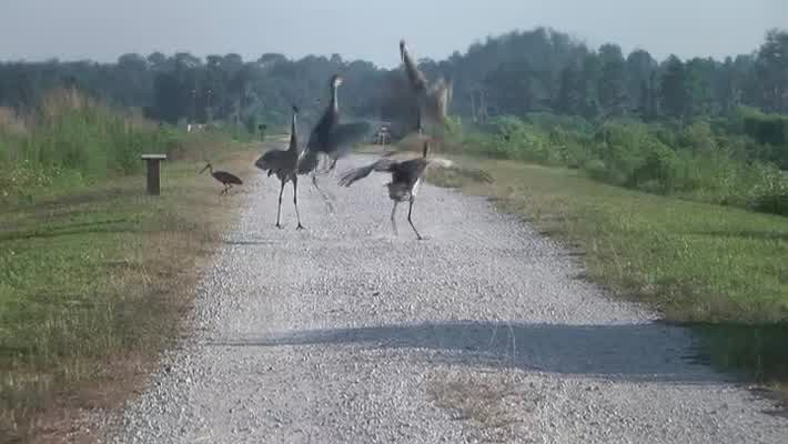 [Image: 1ss3cx70btxi.jpg]