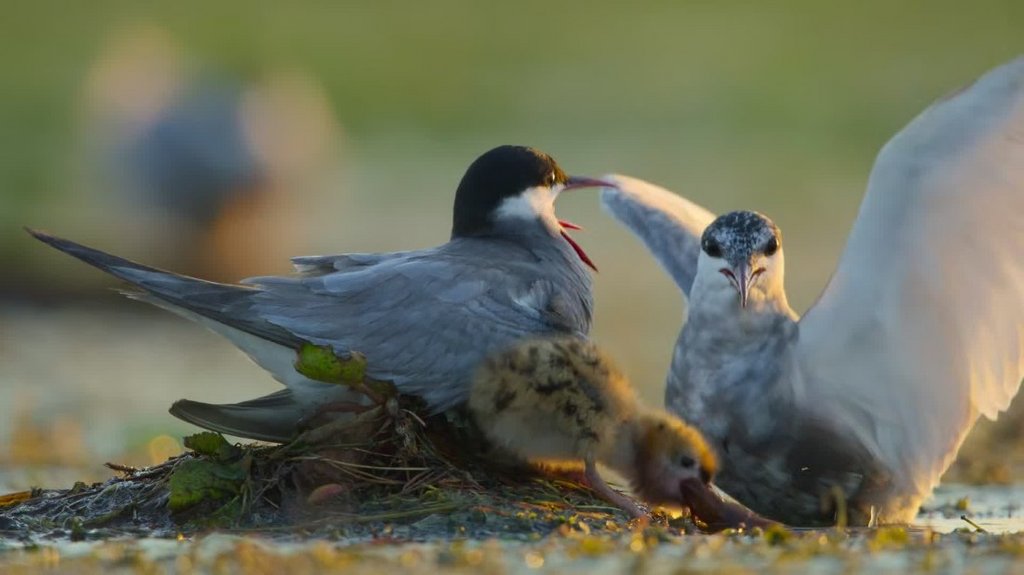 [Image: mtpx6782gevs.jpg]