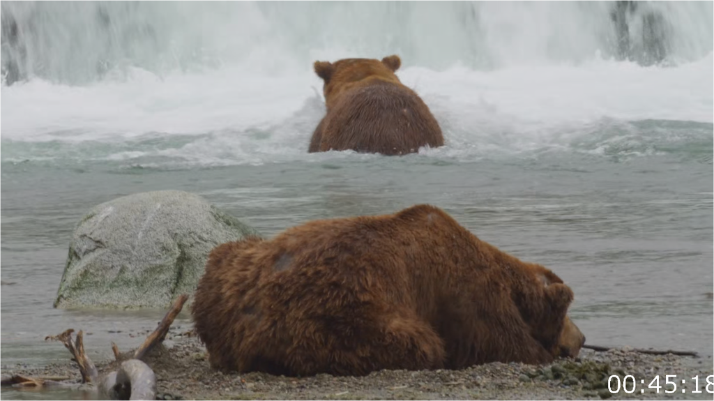 [Image: psv0p6bop0g6.png]