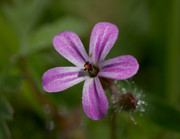 Geranium lucidum (Shining Cranesbill) - DSC_0033