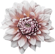 Blossom-Elements-27