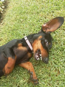Bonnie-Canine