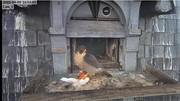 Les faucons pèlerins d'Illkirch-Graffenstaden. Lucky en Valentine. - Pagina 5 Capture-d-cran-2022-04-09-174103