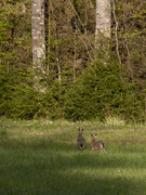 Lepus_europaeus_SMA_05_202005