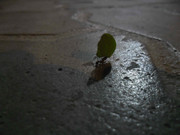 18.1.ant carrying leaf