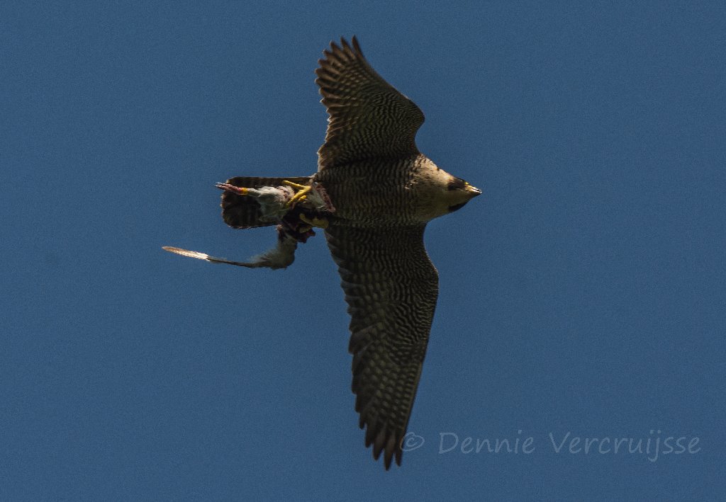 Foto's van Dennie. 2020 - Pagina 5 Sv0805b