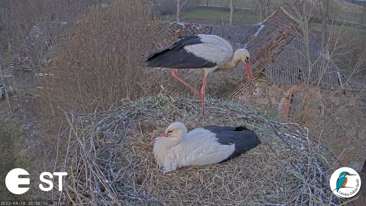 Baltie stārķi (Ciconia ciconia) Tukuma novadā - LDF tiešraide __ White storks in Tukums, Latvia 10-5