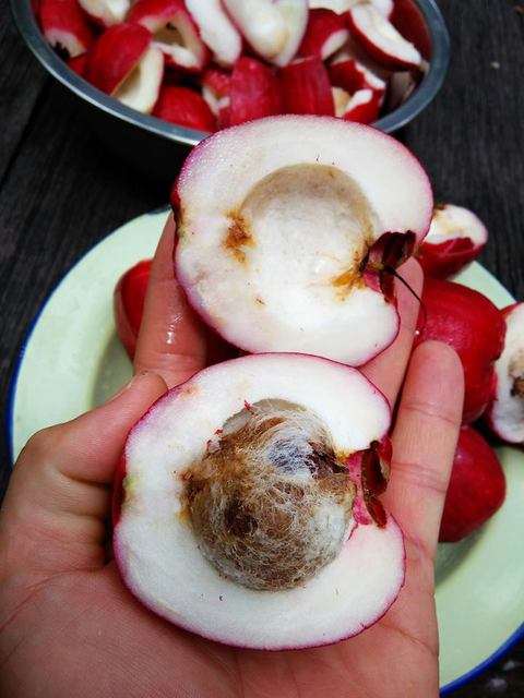 jambu bol3