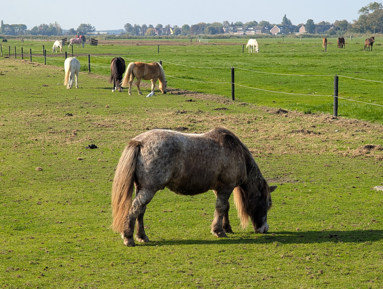 Трое в Амстердаме, не считая собаки. Переезд в Нидерланды.