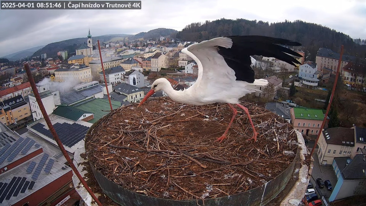 Tiešraidē no stārķa ligzdas uz alus darītavas skursteņa Trutnovā 11-41-17 screenshot