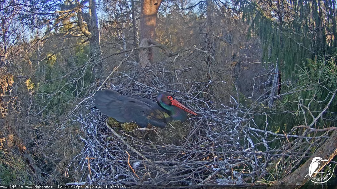 Melnais stārķis (Ciconia nigra) Siguldas novadā - LDF tiešraide 10-28-7 screenshot