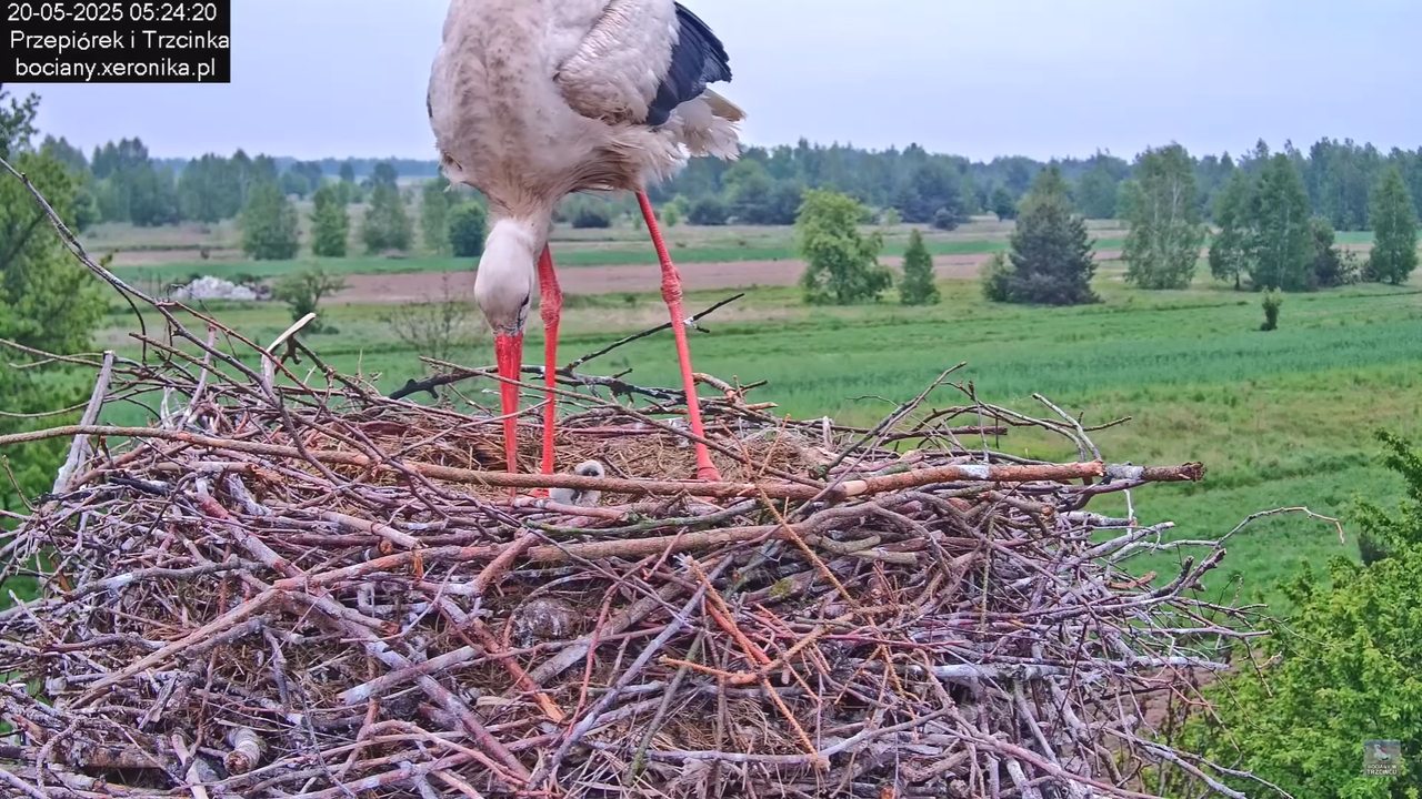 20052025bociany10