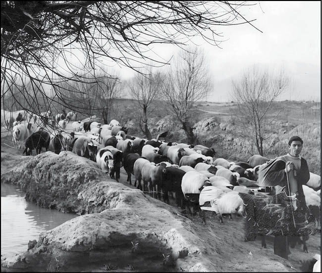 بلوار کشاورز