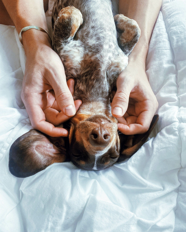 Massage canin
