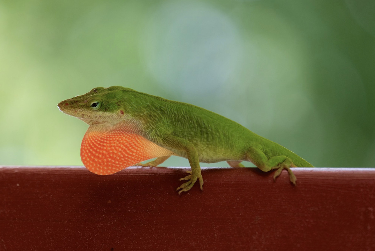 Green-Anole.jpg