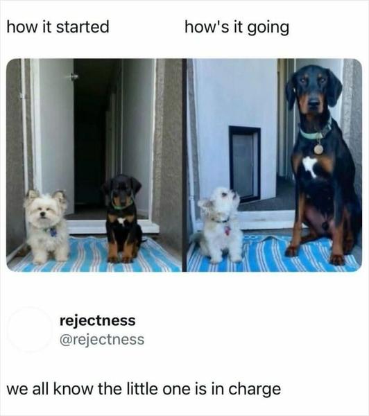 6a042defda216-wholesome-memes-memeuplift-700.jpg