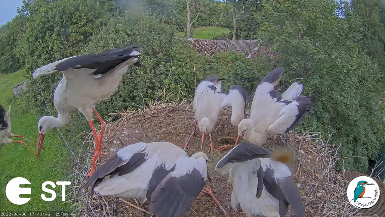 Baltie stārķi (Ciconia ciconia) Tukuma novadā - LDF tiešraide __ White storks in Tukums, Latvia 13-3