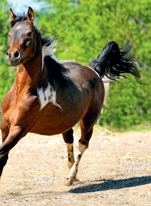 Il Mio Cav (Lug 2022) 10