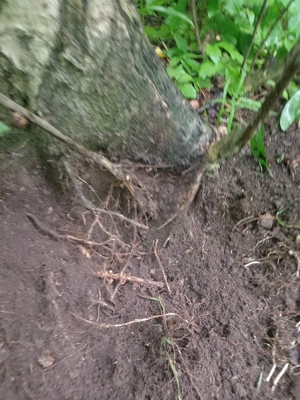 IMG 20260617 171533