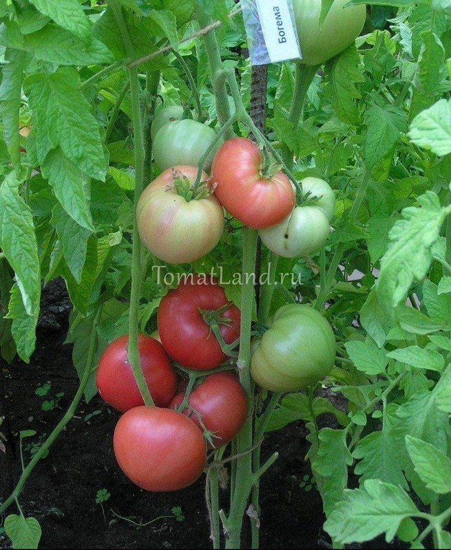 https://i.postimg.cc/rF4wLdVW/tomatland-20210916225715-165.jpg