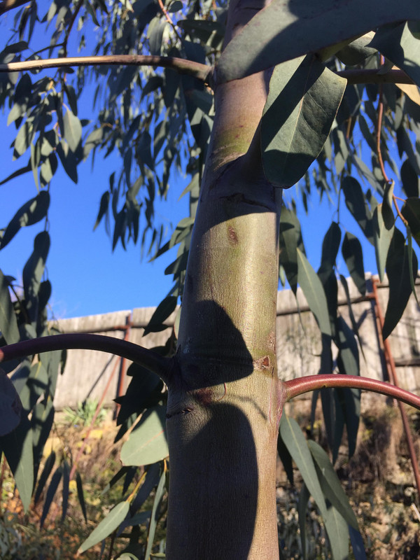 Eucalyptus - Stránka 2 52845343-1218535018294101-1386892184518656-n