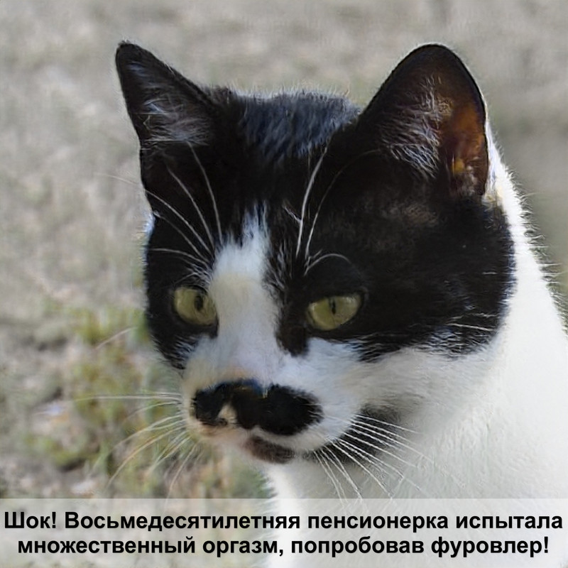 кошка лысеет на шее