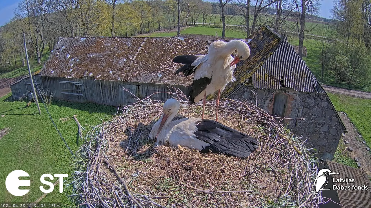Baltie stārķi (Ciconia ciconia) Tukuma novadā - LDF tiešraide __ White storks in Tukums, Latvia 13-2
