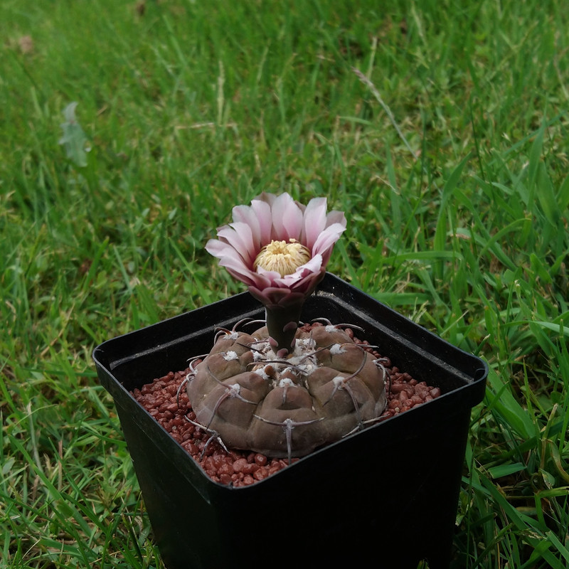 Gymnocalycium bodenbenderianum (riojense) MT 08-390 nr 4