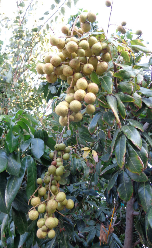 Kohala-Pic1(9-13-22)